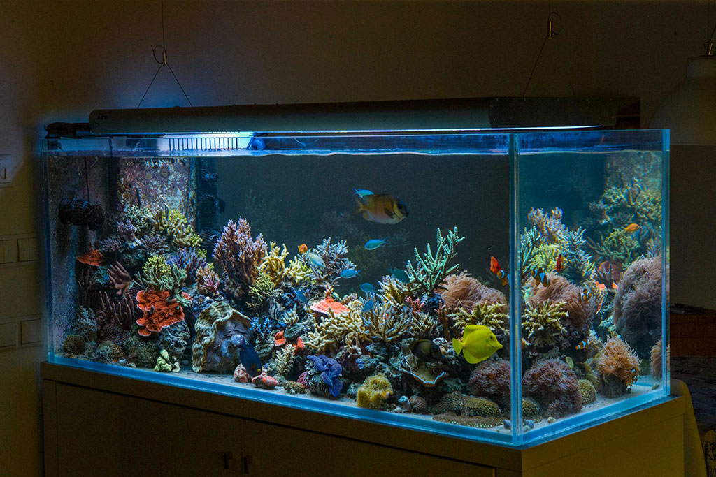 Plafoniera Led Fai Da Te Acquaportal : L acquario di luca gallizio acquari made in italy acquaportal