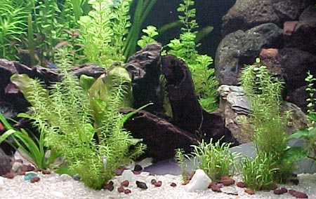 guida per l'acquario di acqua dolce