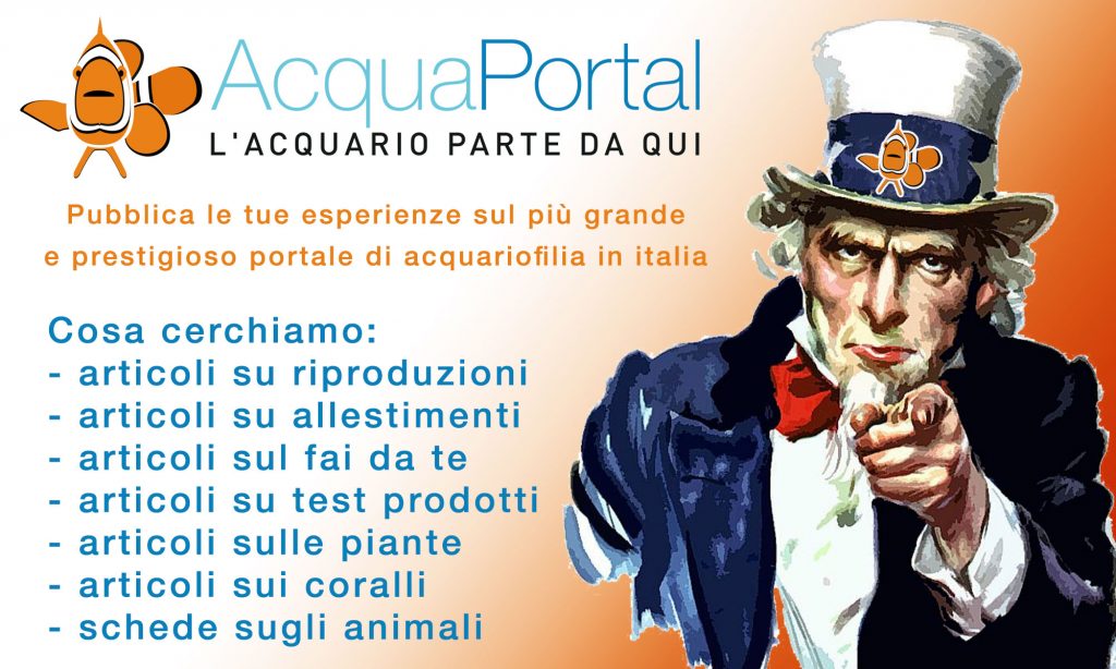 diventa-autore-acquaportal