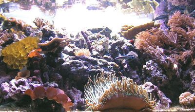 acquario di Angelo Castiello