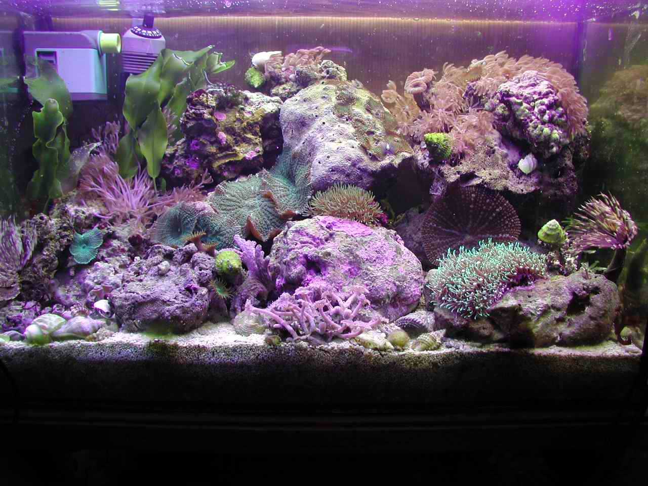 Plafoniera Led Fai Da Te Acquaportal : Quanto tempo richiede un acquario acquaportal