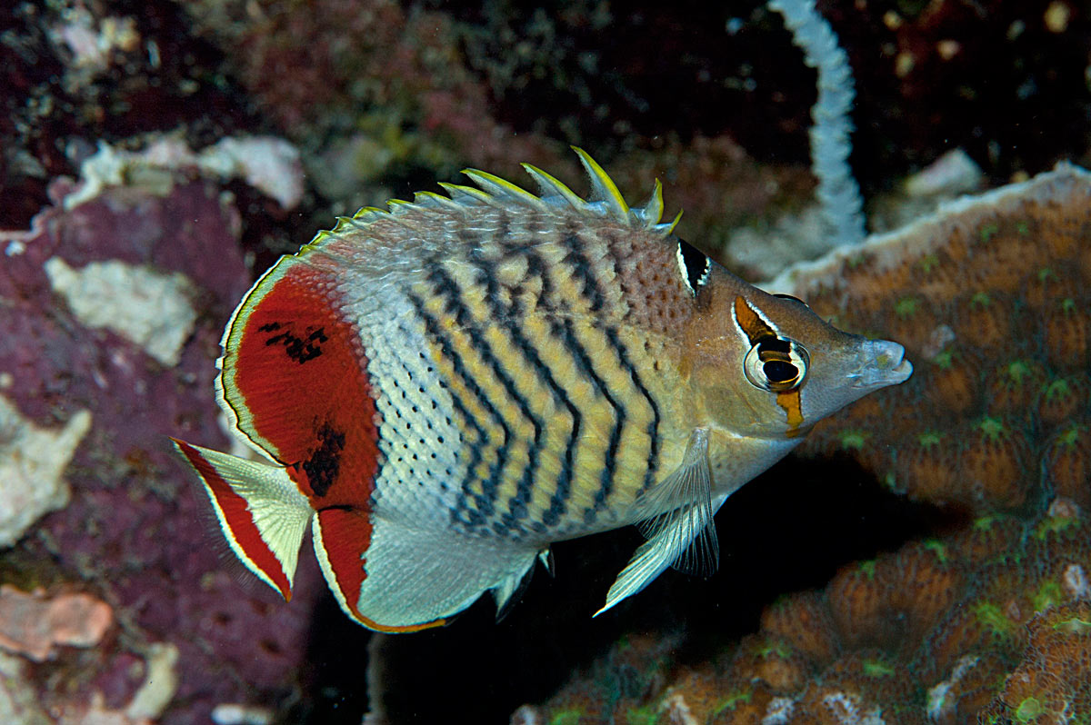 pesci farfalla Chaetodon