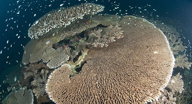 età delle madrepore