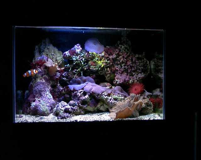 L'acquario di Roberto