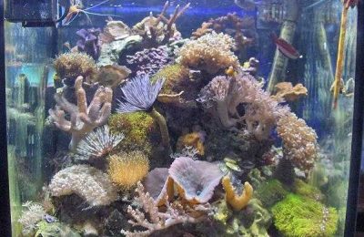 L'acquario di Rei