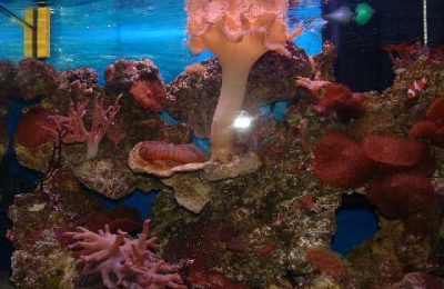 L'acquario di Marco Belotti