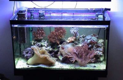 L'acquario di Luigi Piacentile
