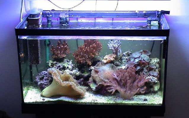 L'acquario di Luigi Piacentile