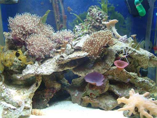 L'acquario di Jingo