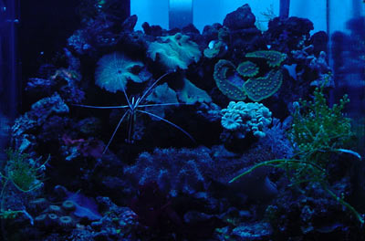 acquario di Alex Valli
