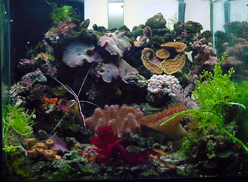 acquario di Alex Valli