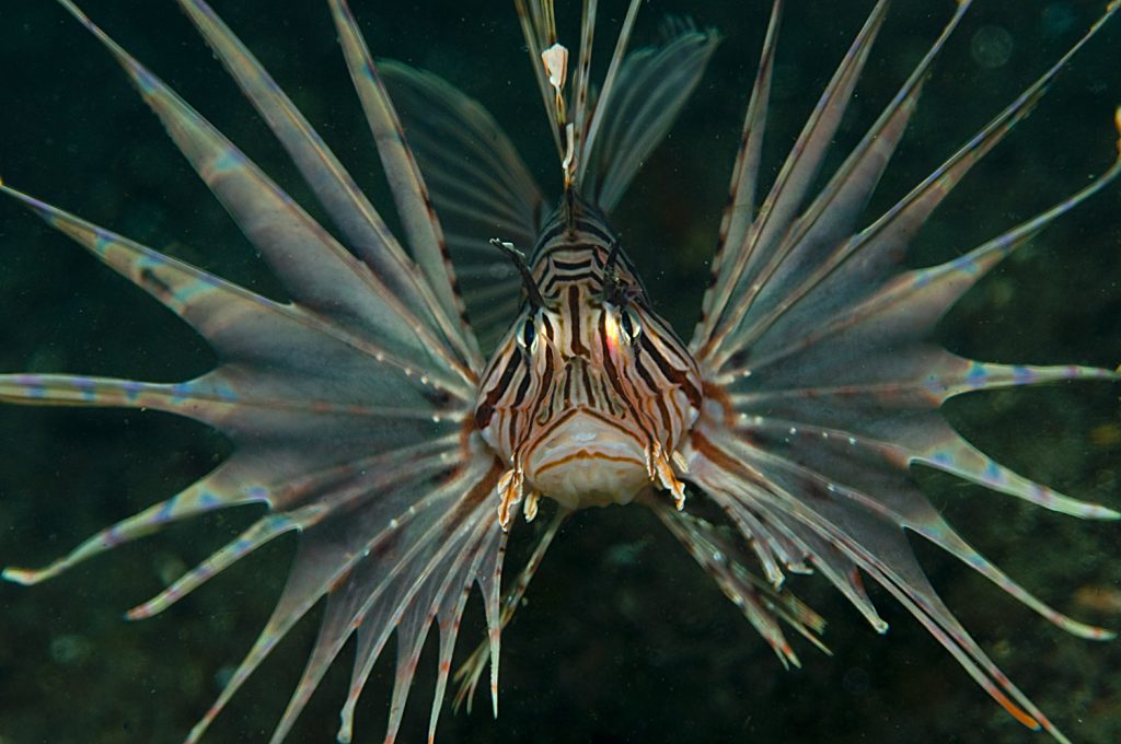 pterois