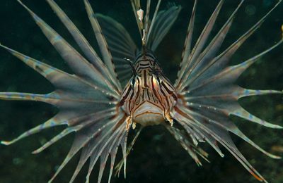 pterois