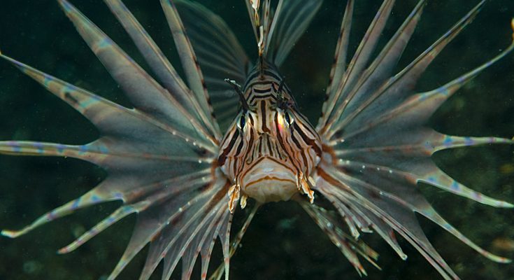 pterois