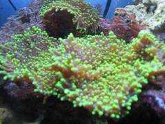 acquario di Dario Zingatti