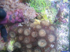 acquario di Dario Zingatti