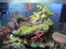 acquario di Dario Zingatti