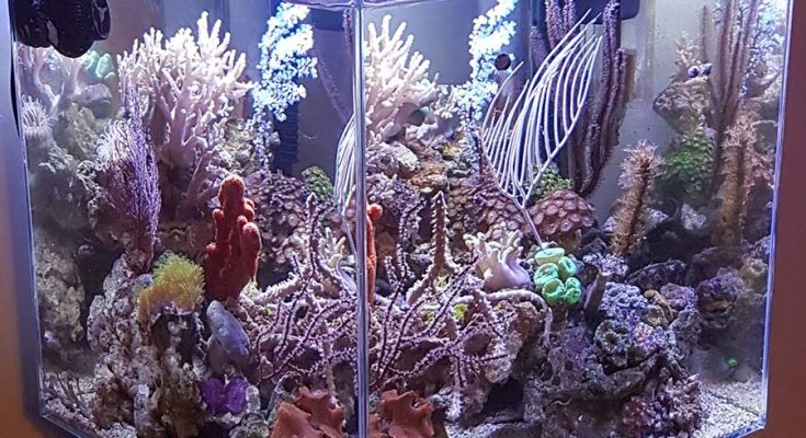 acquario di Nazzareno Spazzafumo