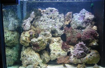 acquario di Giancarlo Mazarese