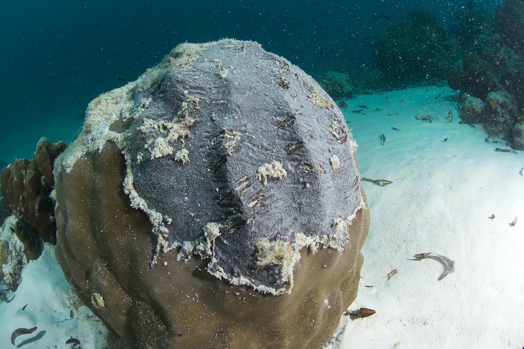 reef salvabile