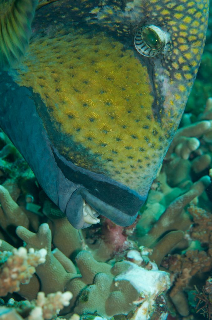 mangiatori di invertebrati