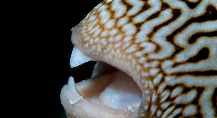 mangiatori di invertebrati