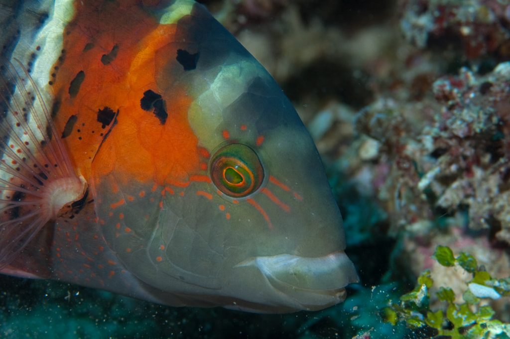 mangiatori di invertebrati