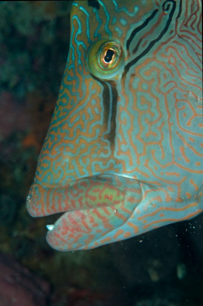 mangiatori di invertebrati