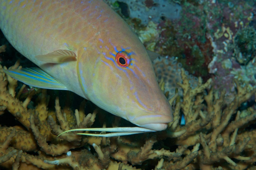 mangiatori di invertebrati