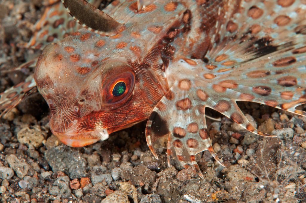 mangiatori di invertebrati