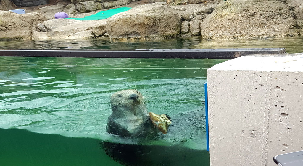 new-york-aquarium