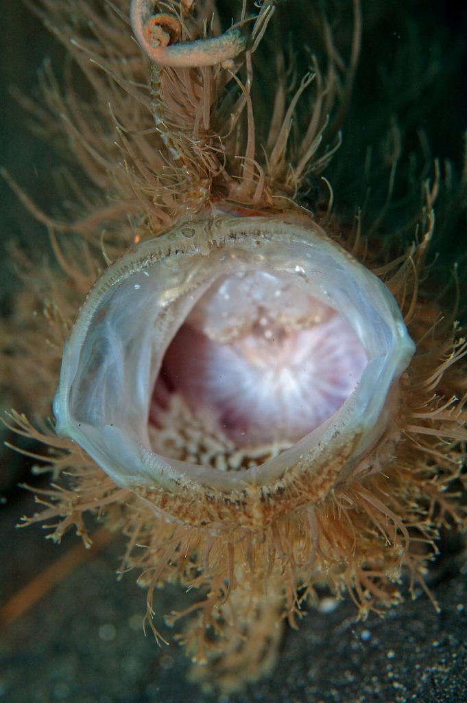 Antennarius striatus