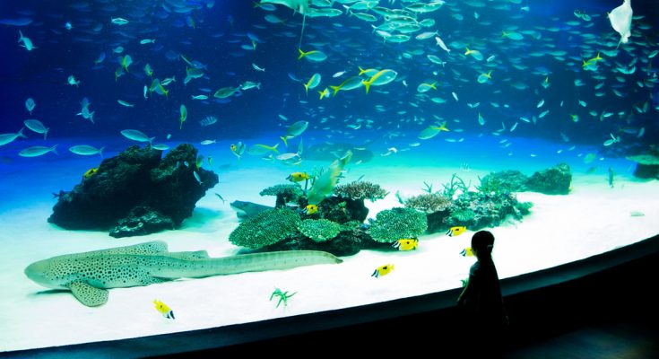 Tokyo Aquarium