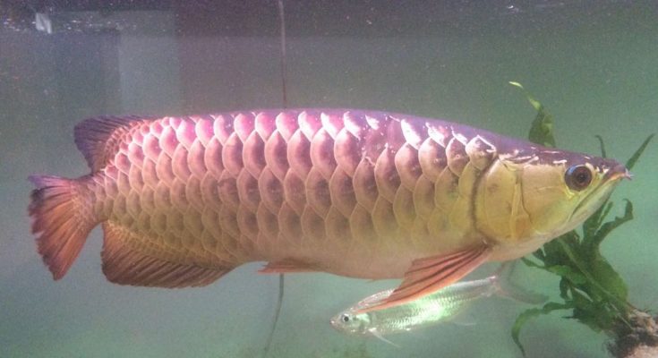 River Monsters Italia