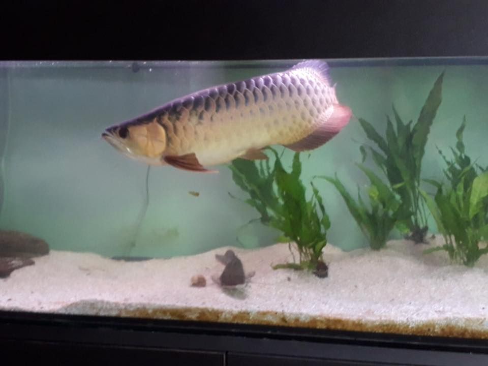 pesce drago 3