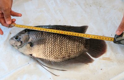 gourami gigante