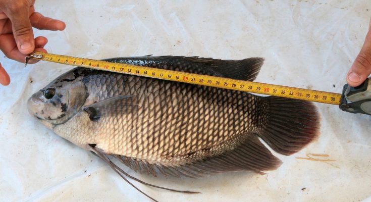 gourami gigante