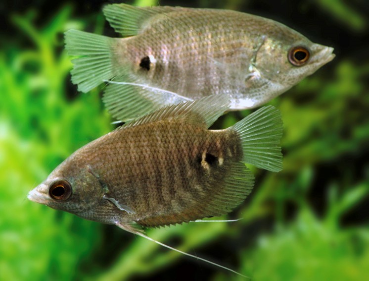 gourami gigante giovani