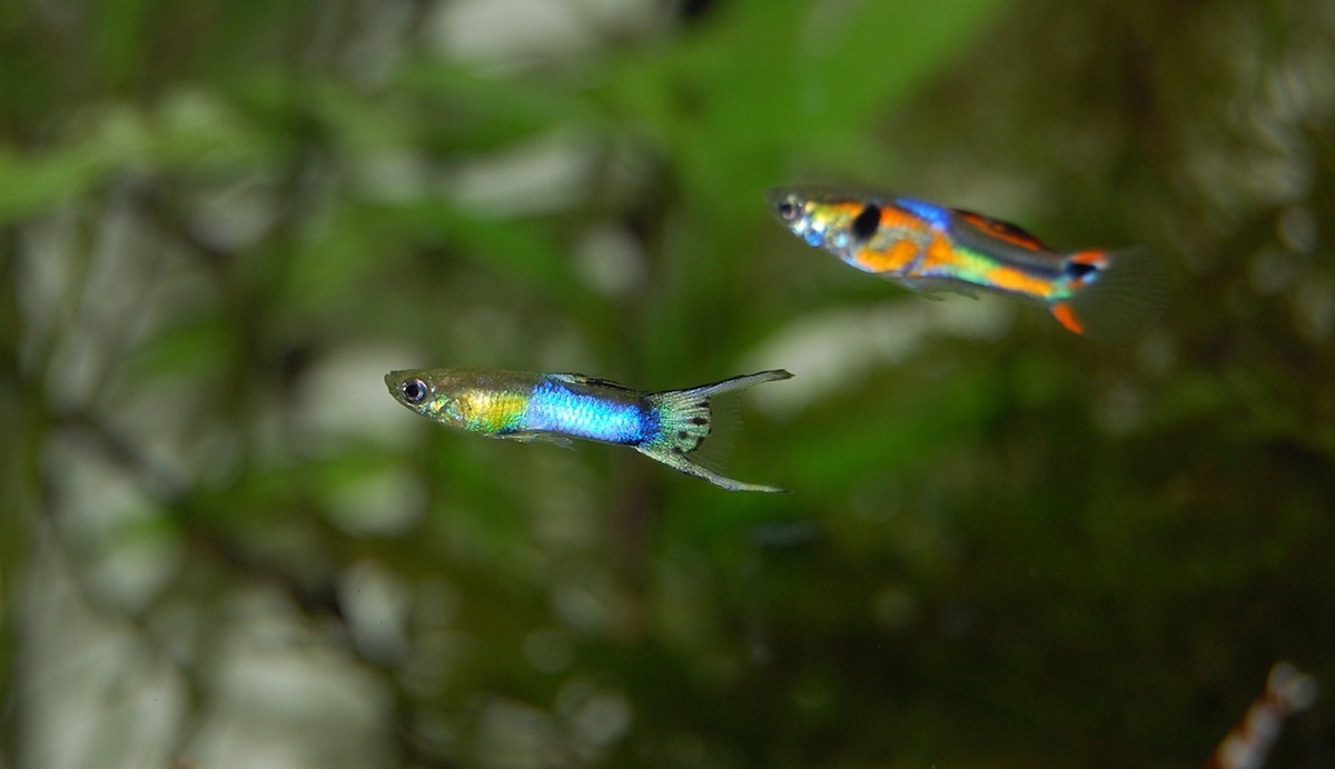 Plafoniera Led Fai Da Te Acquaportal : Acquariofilia acquaportal rivista on line di