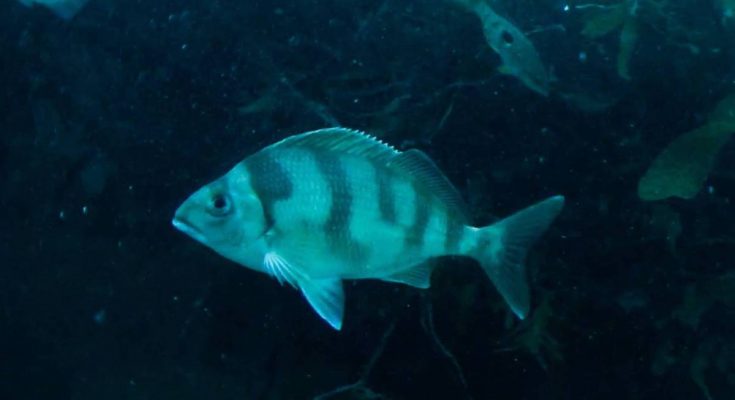 pesce misterioso kapiti