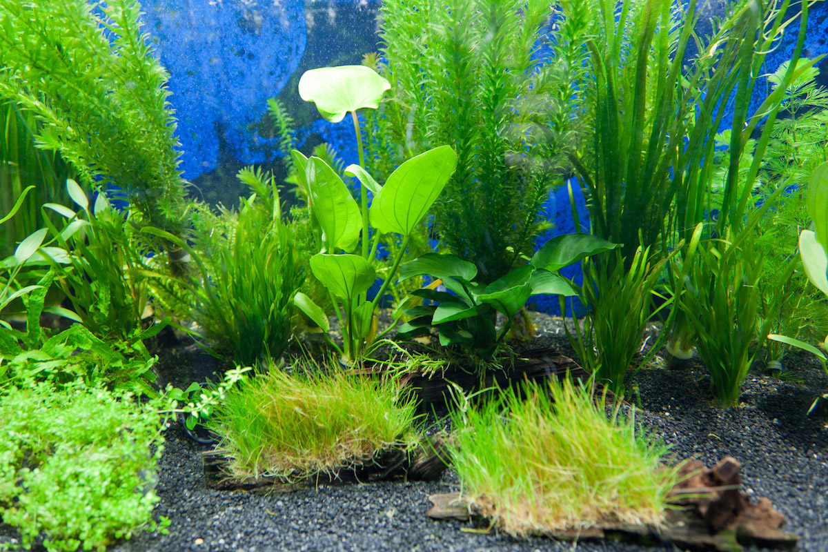 Plafoniera Led Fai Da Te Acquaportal : L acquario di nicola galletti acquaportal