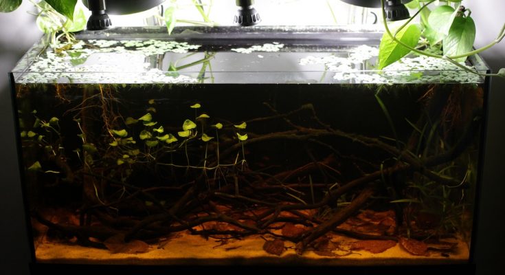 apistogramma allpahuayo a