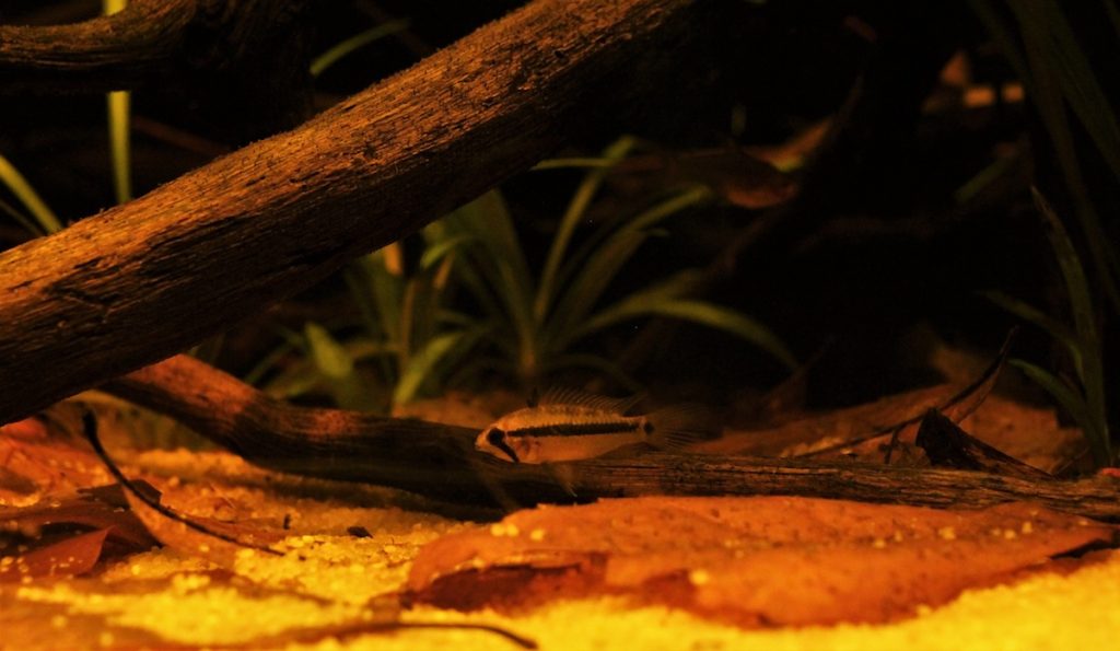 apistogramma allpahuayo c