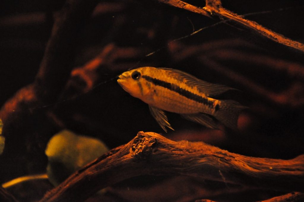 apistogramma allpahuayo d
