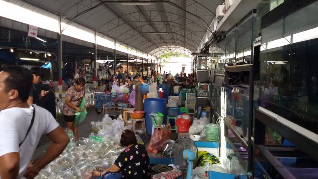 chatuchak 5