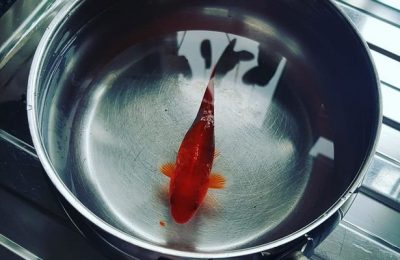 pesce rosso bex cox