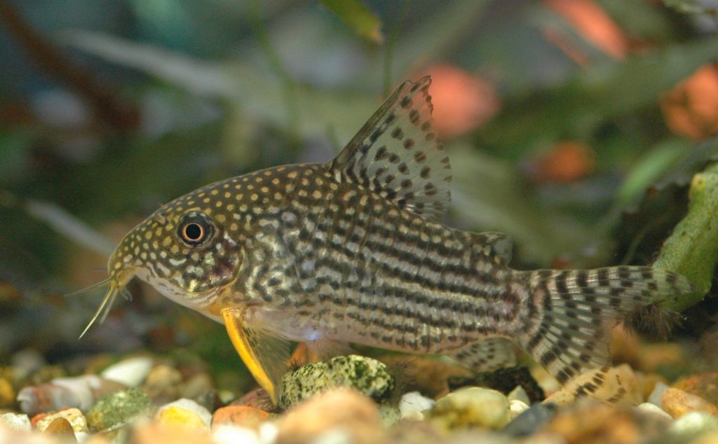 primo acquario corydoras