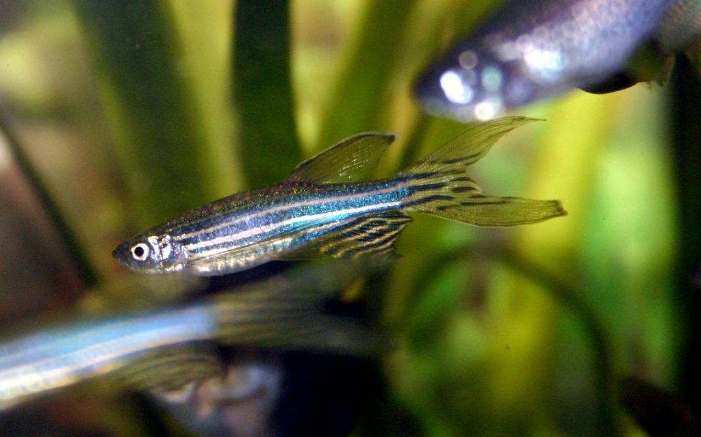 primo acquario danio zebrato