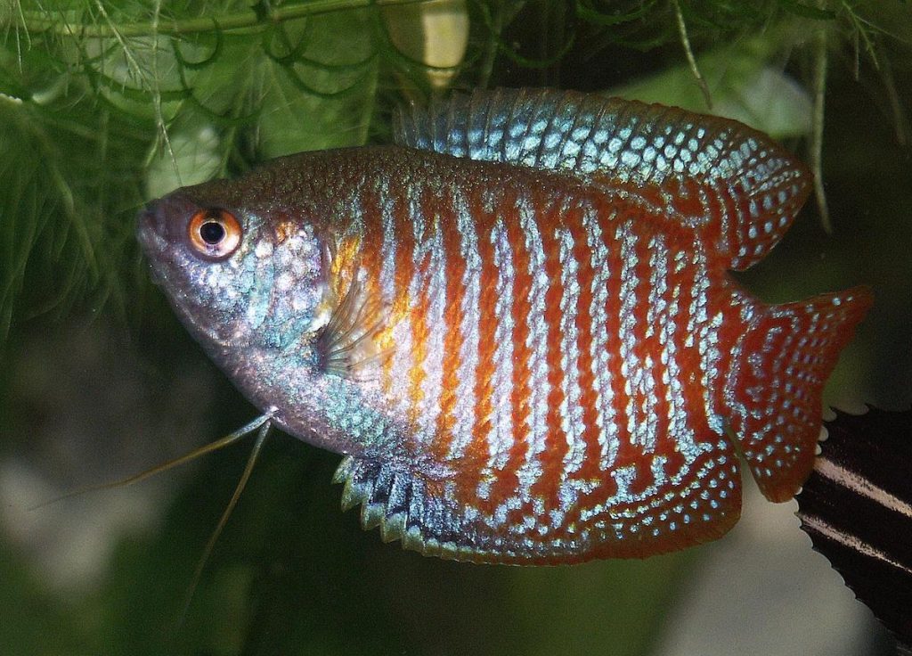 primo acquario gourami nano