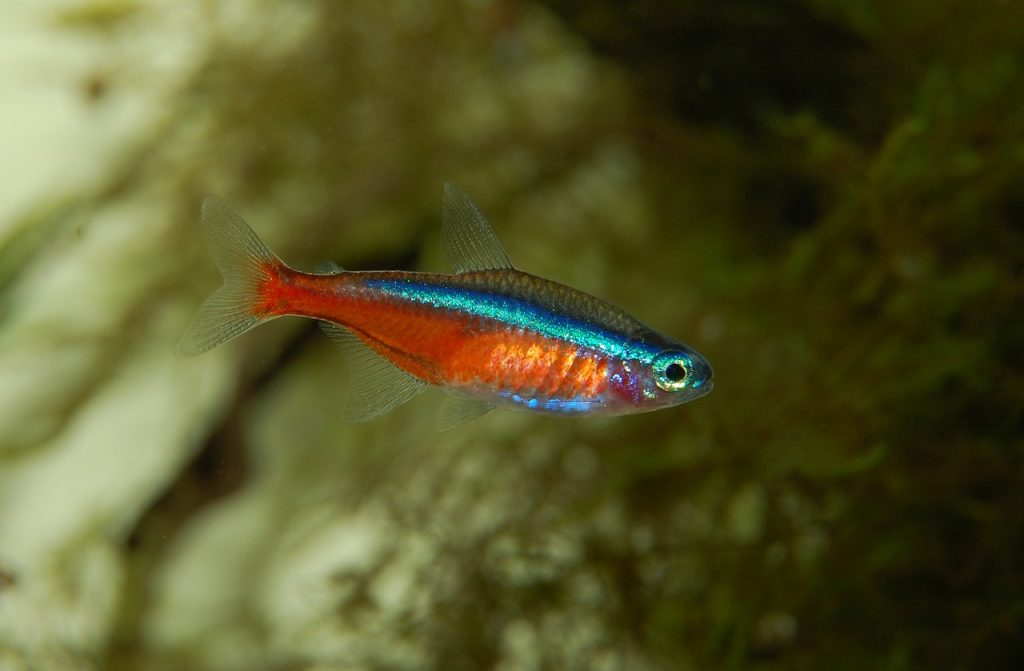 primo acquario neon